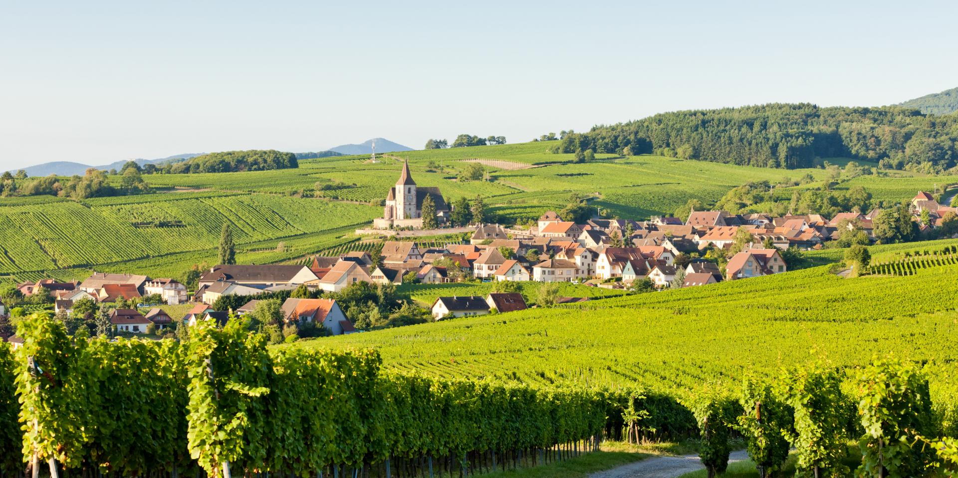 View of a village in a vineyard environment